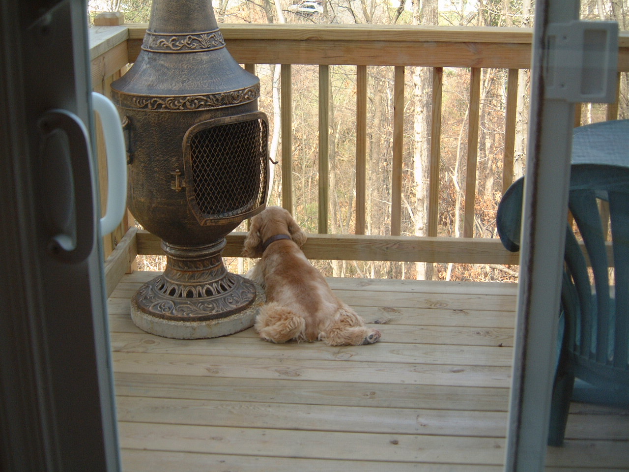 shelbybackpatio.jpg