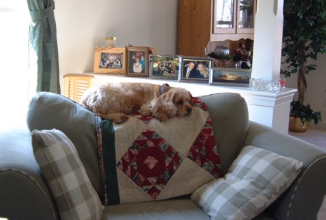shelbycouch.jpg